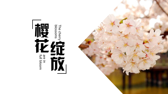 ppt模板-樱花绽放总结汇报模板