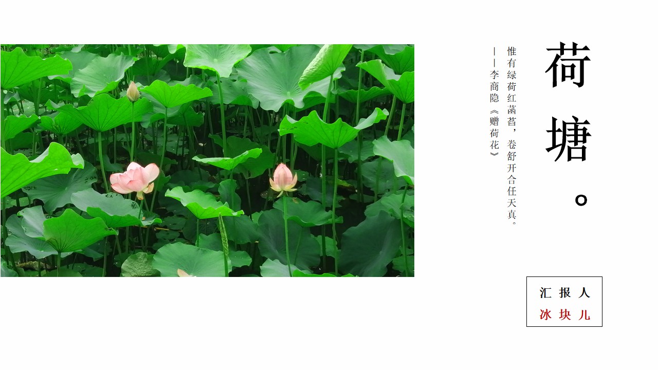 ppt模板-荷塘通用PPT模板